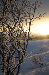 Sunset Behind a Snow Covered Tree
