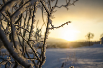 Sunset Behind Snow Covered tree