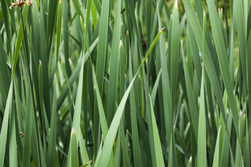 Wiese