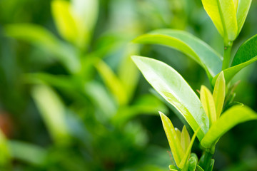 Fototapeta na wymiar Green leaves natural background blur.