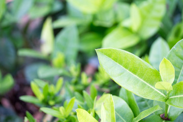 Fototapeta na wymiar Green leaves natural background blur.