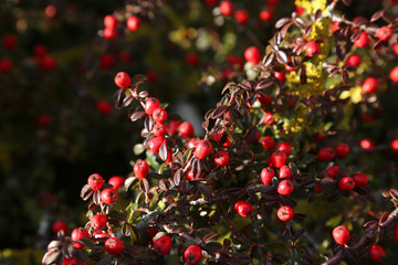 background of red berries