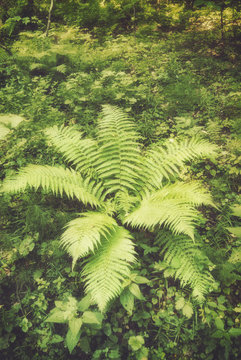 Large juicy bush of forest fern. Polypodiophyta