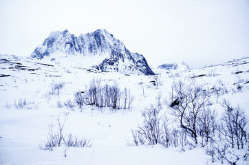 Fototapeta na wymiar Snow Covered Landscape with Mountain