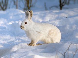 Snowshoe Hare