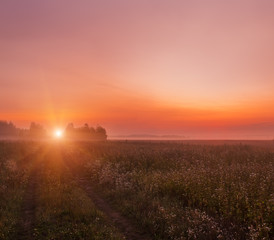 a dirt road among the flower fields in the early morning, leaving in a foggy distance.  A magical spring, summer misty morning.
