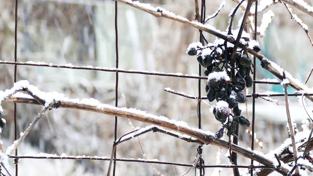 the vineyard did not harvest. The grapes freeze into snow.