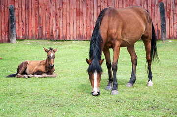 Naklejka na ściany i meble Brown horse is eating grass near old wooden fence with foal