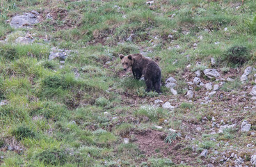 brown bear in Asturian lands, descending the mountain in search of food