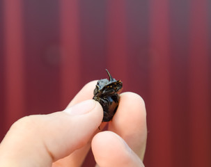 Rhinoceros beetle. A rhinoceros beetle in the fingers of a human hand. Small rhinoceros beetles