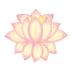 vector blooming Lotus flower, water Lily, light pink on white background. t-shirt print, poster, ticket, cover design element