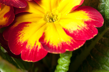 Primrose Primula flowers