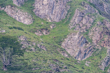 brown bear in Asturian lands, descending the mountain in search of food