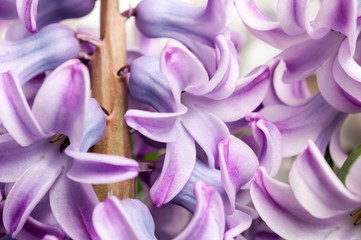 Purple Common Hyacinth