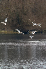 Naklejka premium A flock of seagulls above the river