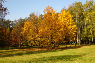 Autumn in park with colorful trees