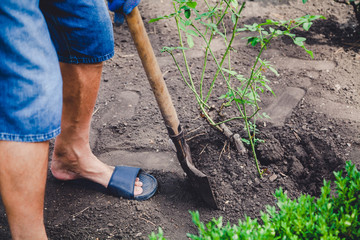 man digs bush of roses with shovel in afternoon