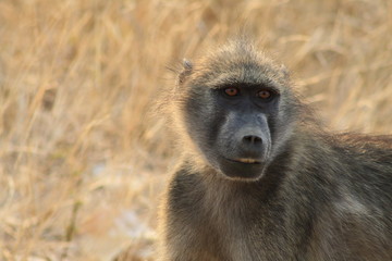babbuino animale africa fauna natura  mammifero