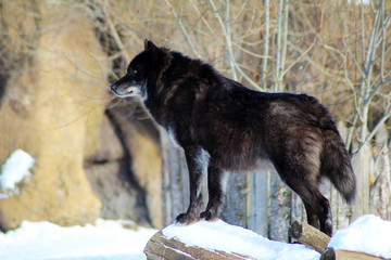 Black wolf Canis lupus walking in the winter snow