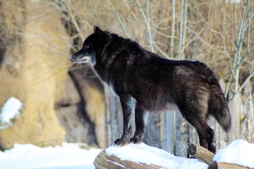 Foto op Plexiglas Wolf Zwarte wolf Canis lupus wandelen in de wintersneeuw