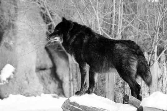 Fototapeta Black wolf Canis lupus walking in the winter snow