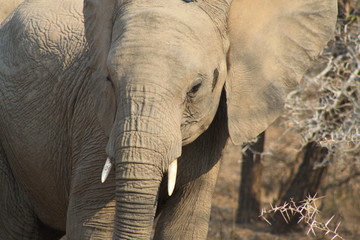 elefante africa animale natura mammifero fauna