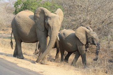 elefante africa fauna natura mammifero