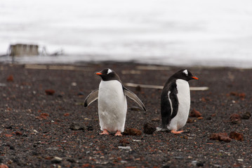 Two gentoo penguins