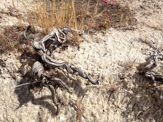Radice nodosa su roccia di cristalli di gesso 