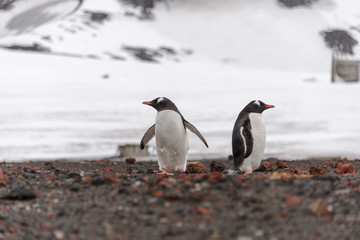 Two gentoo penguins