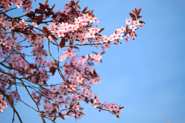 Cherrytree flowers