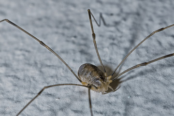 The spiders are a class of arthropods, there are more than a hundred thousand known species
