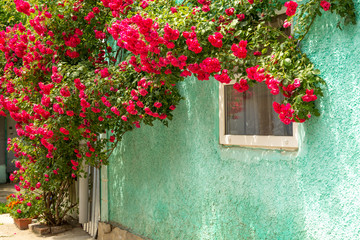 red roses braided wall near the window. Red roses bushes and fallen petals on the ground near old...