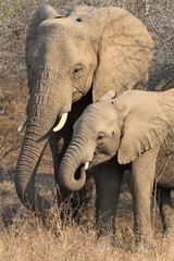 Obraz premium elefante animale fauna africa safari