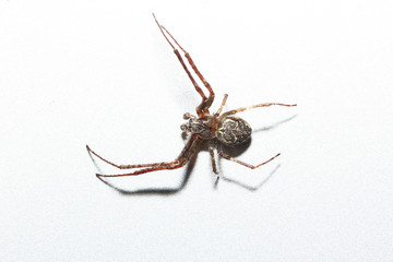 The spiders are a class of arthropods, there are more than a hundred thousand known species
