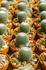 Cactus in pot and background