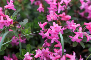 Bloom of natural alpine rose (rhododendron hirsutum)