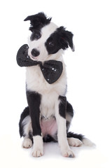 Fototapeta premium Junger Border Collie mit Fliege isoliert auf weißem Grund