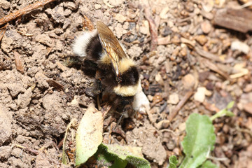 The bumblebee is one of the true bees of the state-forming insects
