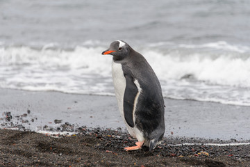 Obraz premium Gentoo penguin going