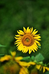 Sonnenblume vertikal