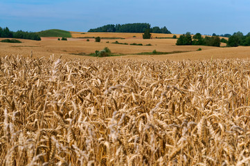 Wheat field. Spikes on farmland. Cultivation of cereals.