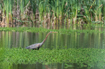 Ardea purpurea