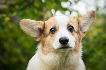 white-red dog breed Corgi portrait against the background of green foliage