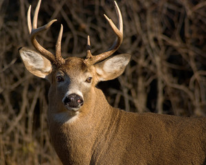 Whitetail Deer Buck