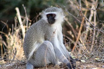 cercopiteco animale africa fauna natura