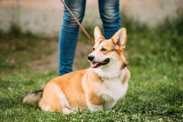 Red Pembroke Welsh Corgi Dog Sitting In Grass