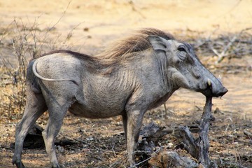 facocero animale fauna africa safari