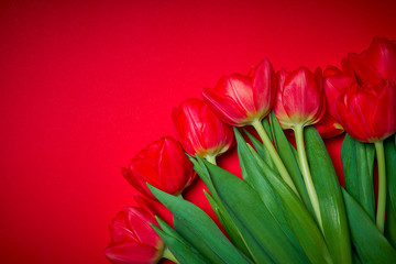 bouquet of fresh red tulips on a colored background