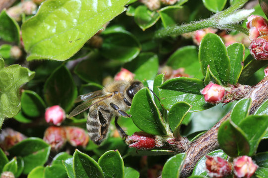 Wild Bees are all bee species of the superfamily with the exception of the honeybee


